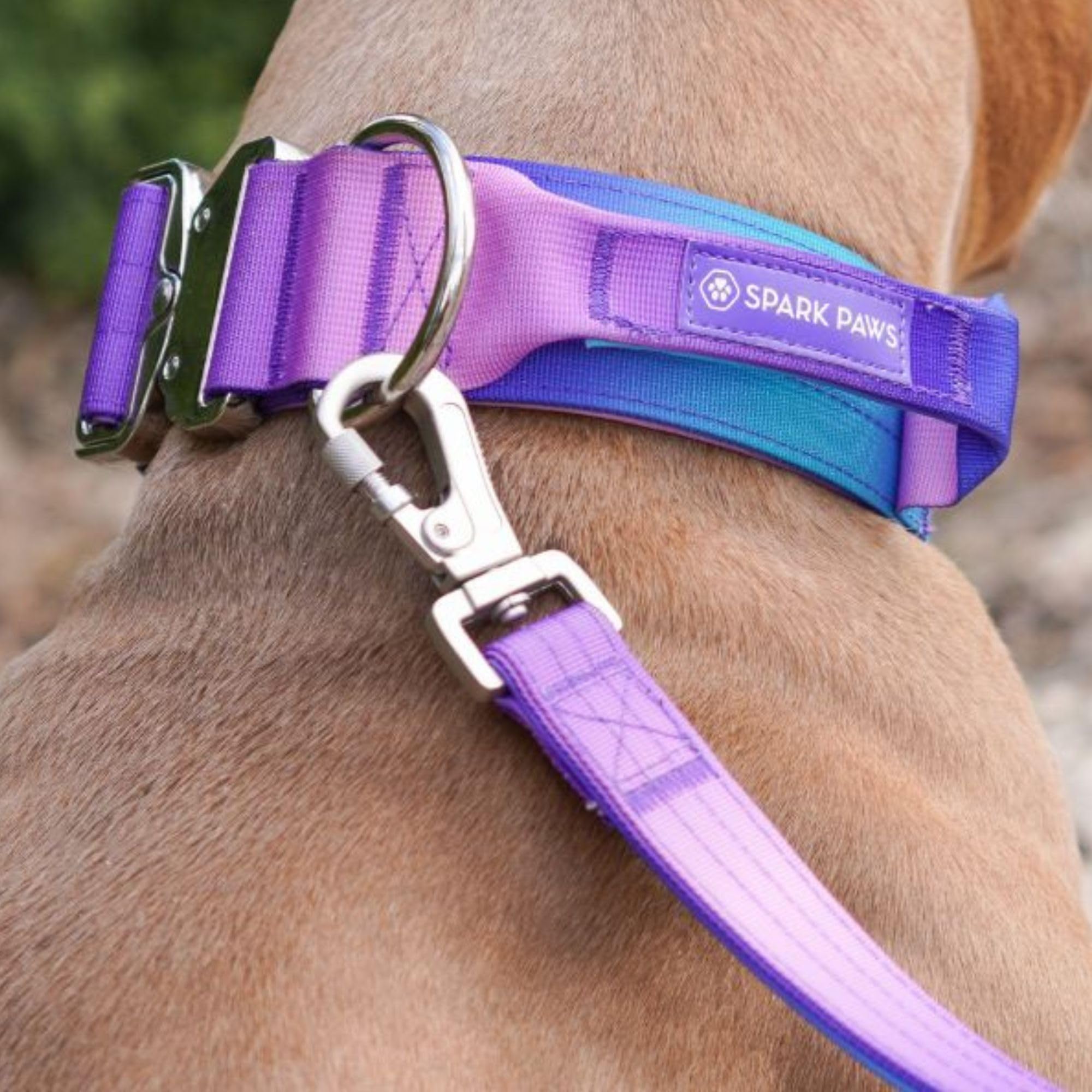 Spark Paws Tactical Dog Collar action shot shows secure fit during outdoor adventures.