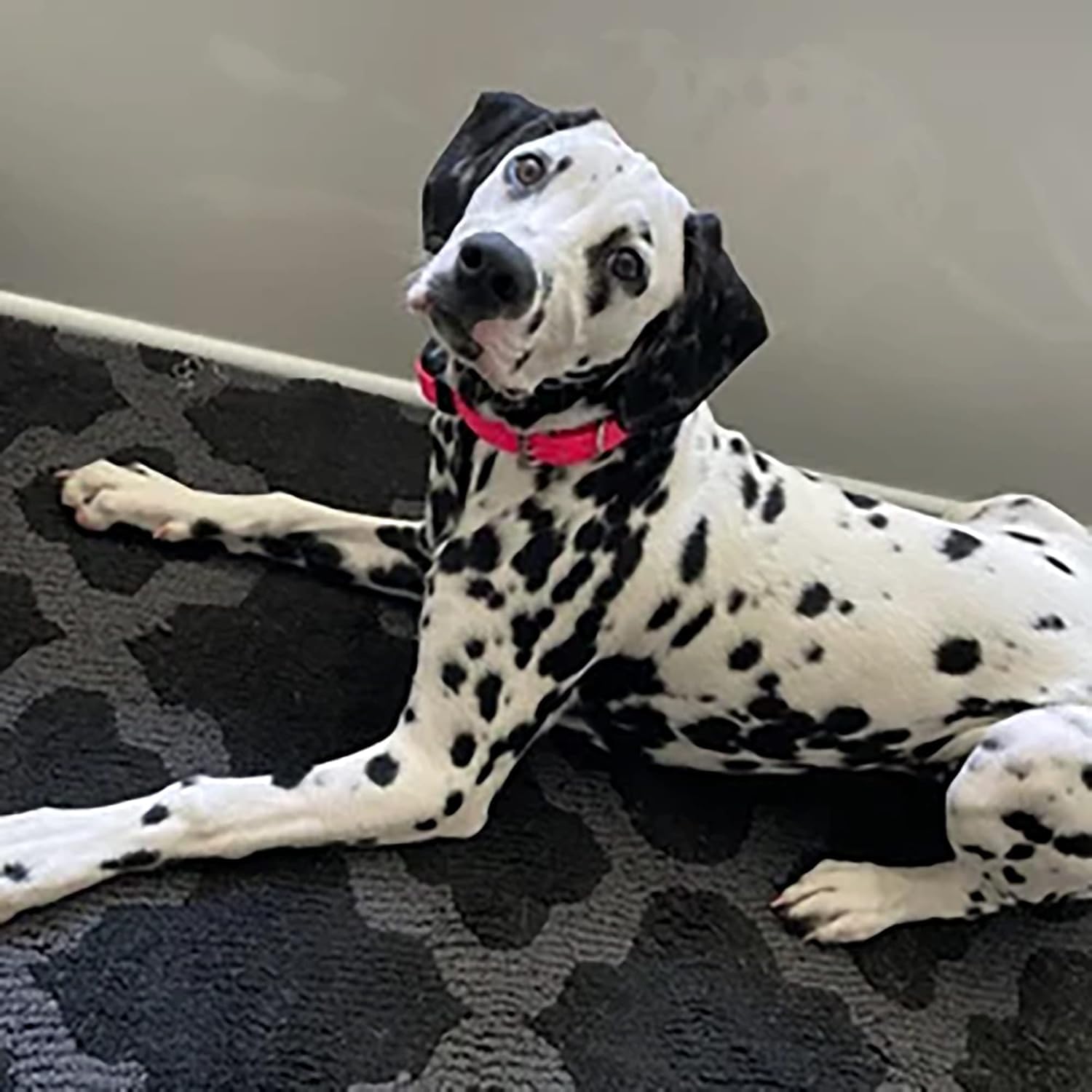 Sparky Pet Co Apollo ecollar strap reflective red color boosts visibility at dusk.