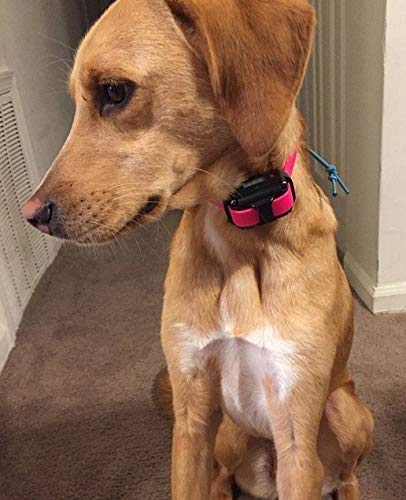 Sparky Pet Co e-collar quick closure system enables fast on-off use.