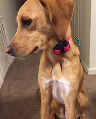 Sparky Pet Co e-collar quick closure system enables fast on-off use.