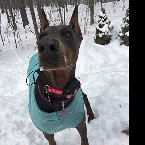 Sparky Pet Co elastic traction system allows breathing and consistent contact.