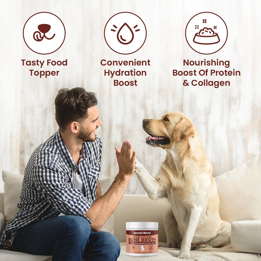 Special Breed bone broth powder poured into a pet bowl for hydration and flavor
