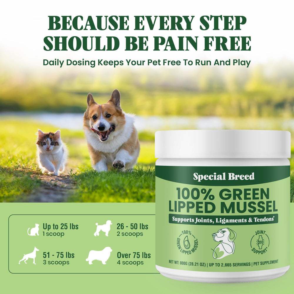 Cat-friendly joint wellness with Special Breed green lipped mussel powder