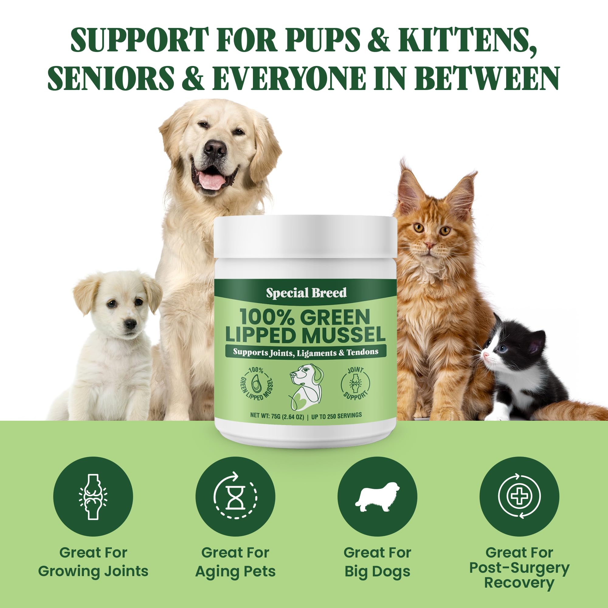 Special Breed green lipped mussel powder mixed into cat food for feline wellness.