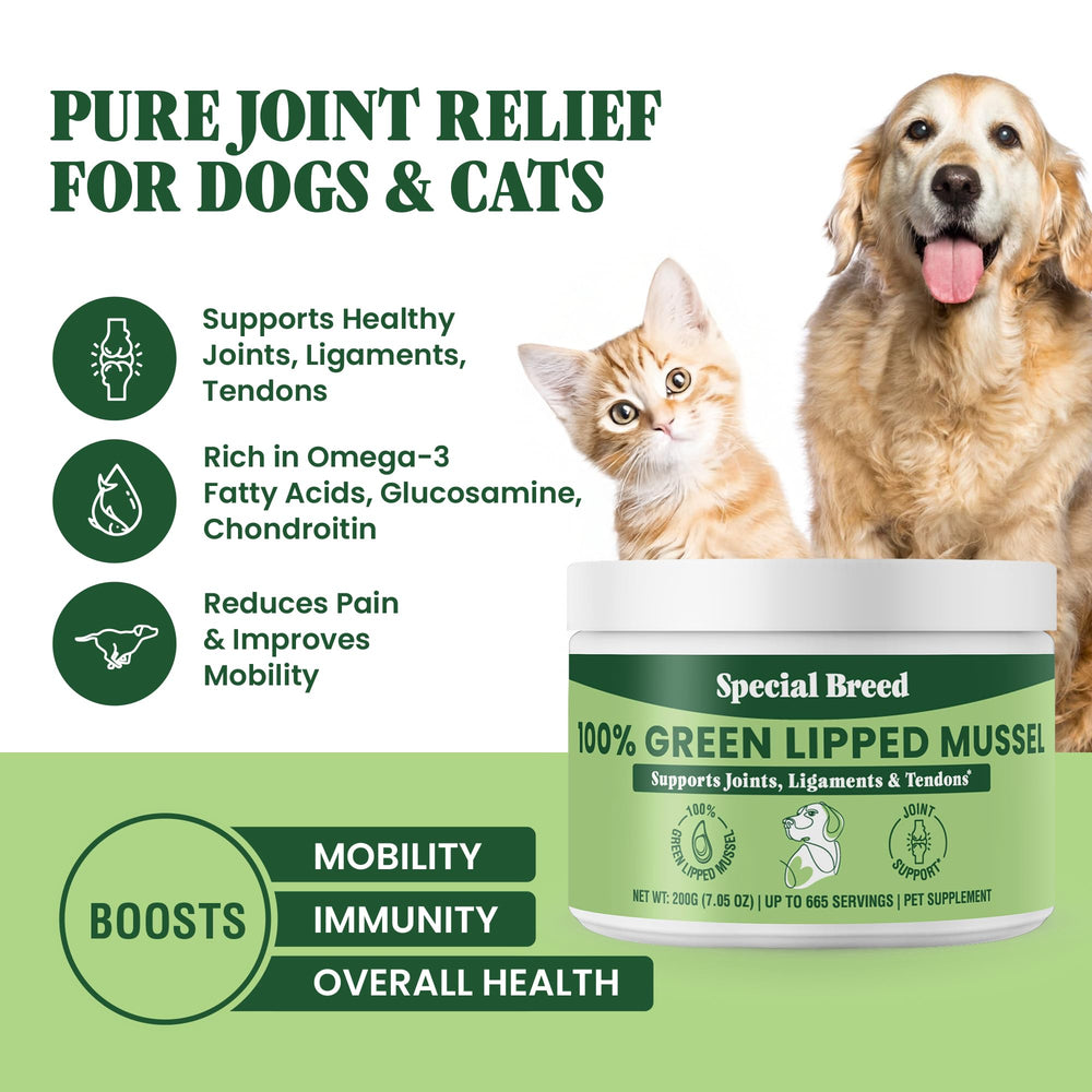 Special Breed green lipped mussel powder mixed into cat food for feline joint wellness.