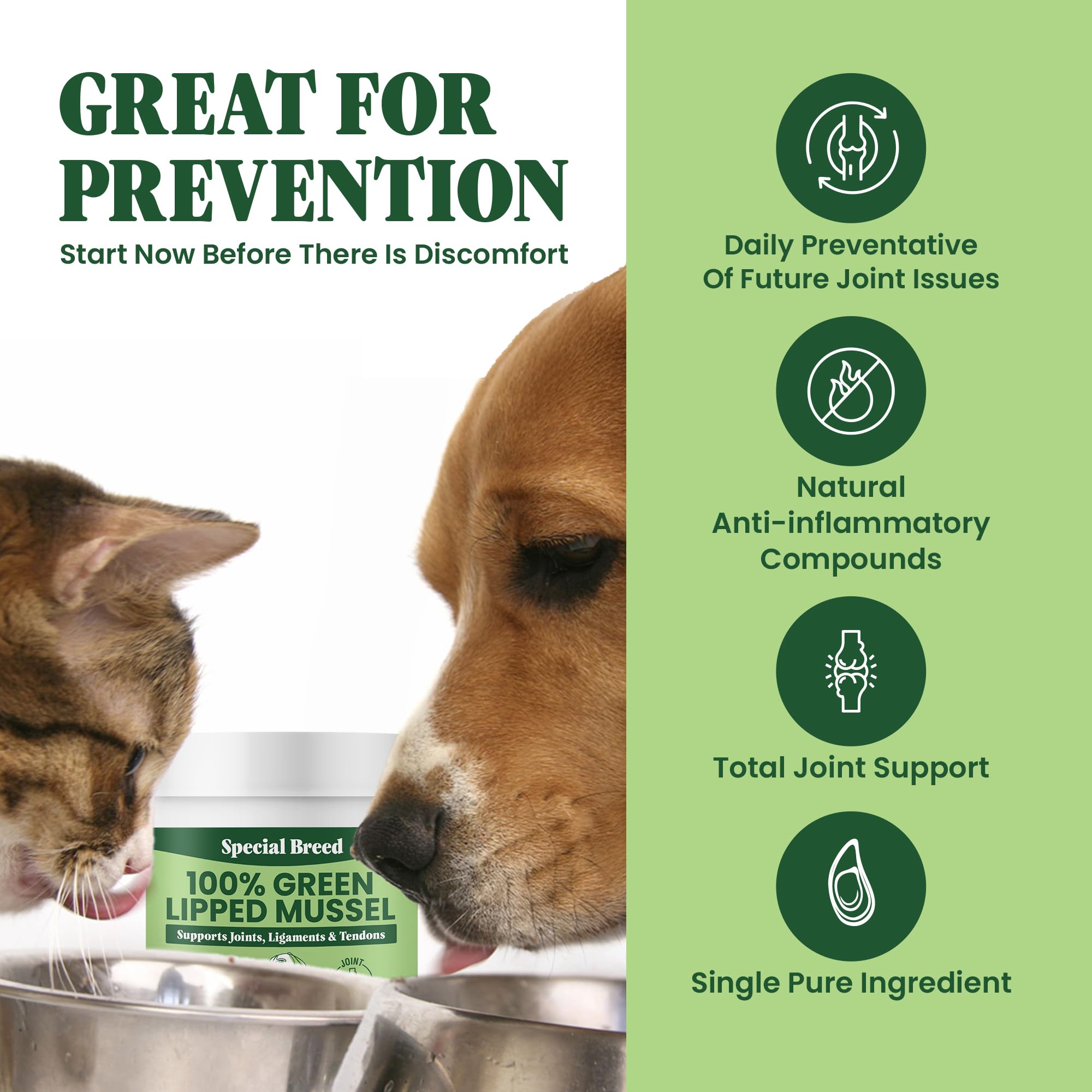 Special Breed green lipped mussel powder on dog meal for joint support.