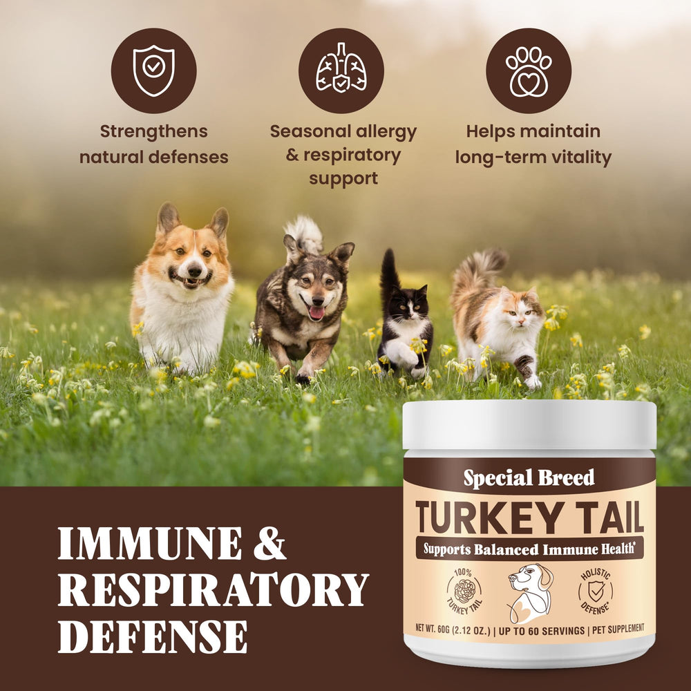 Special Breed pets dining with turkey tail powder sprinkled on kibble.