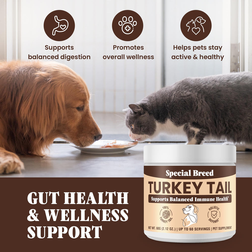 Special Breed turkey tail powder poured into a dog or cat bowl.