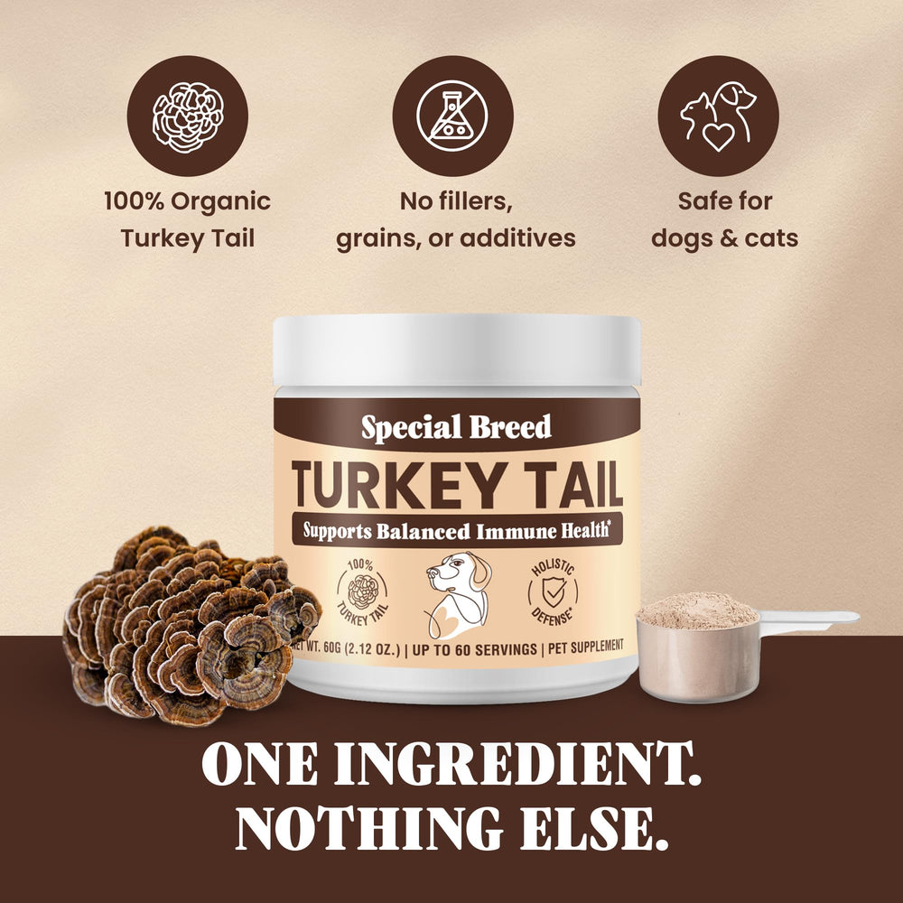 Special Breed turkey tail powder on a kitchen counter for everyday use.