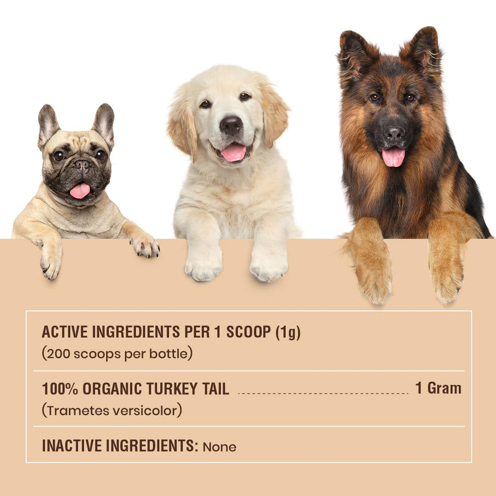 Special Breed turkey tail powder texture close-up emphasizing purity