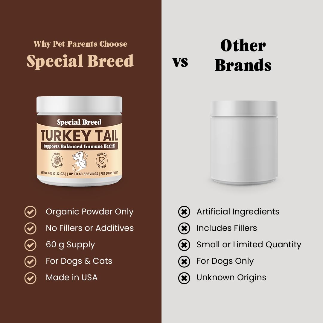 Special Breed organic turkey tail powder texture close-up reveals fine grain.