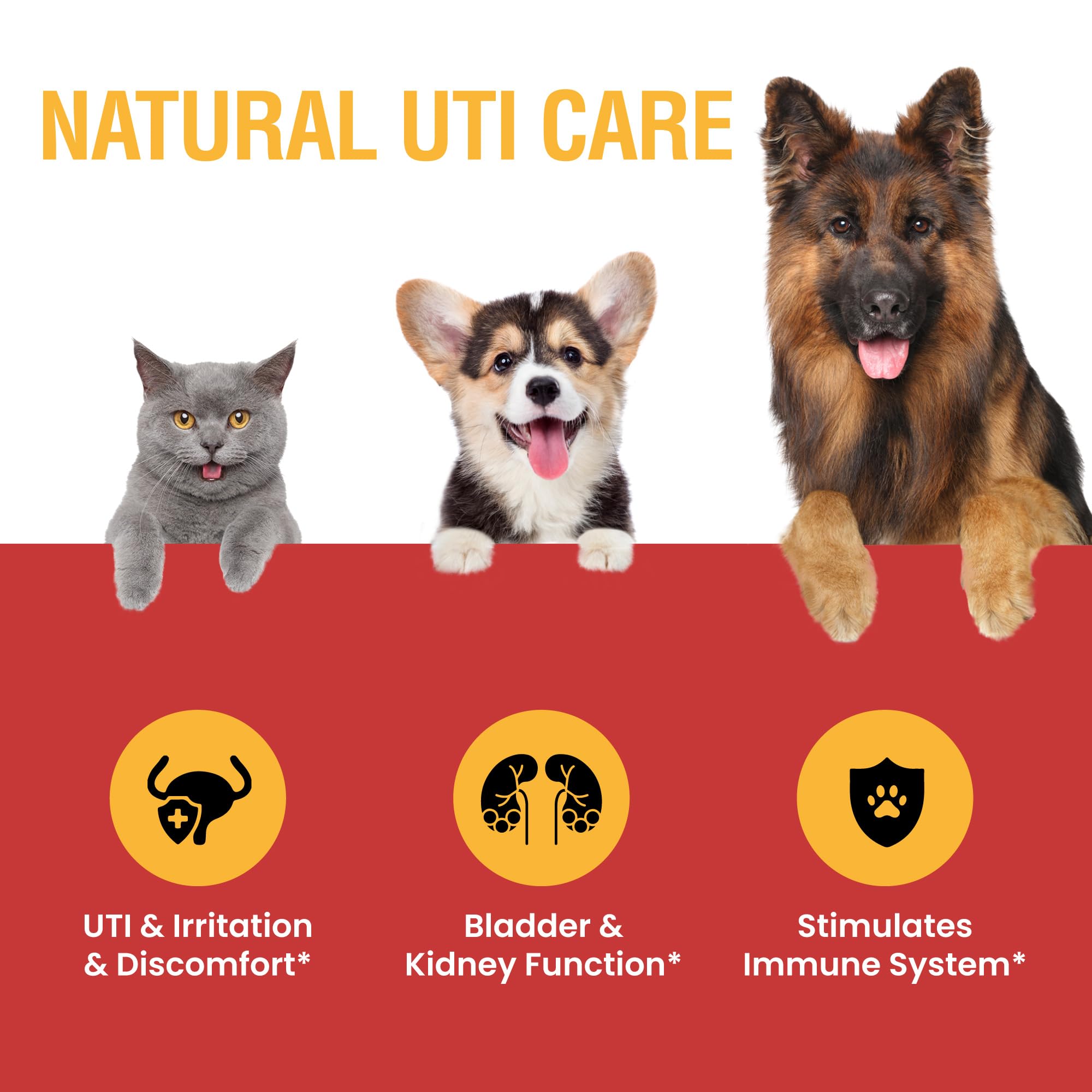 Special Breed UTI supplement dog paw with bottle highlights convenient daily administration.