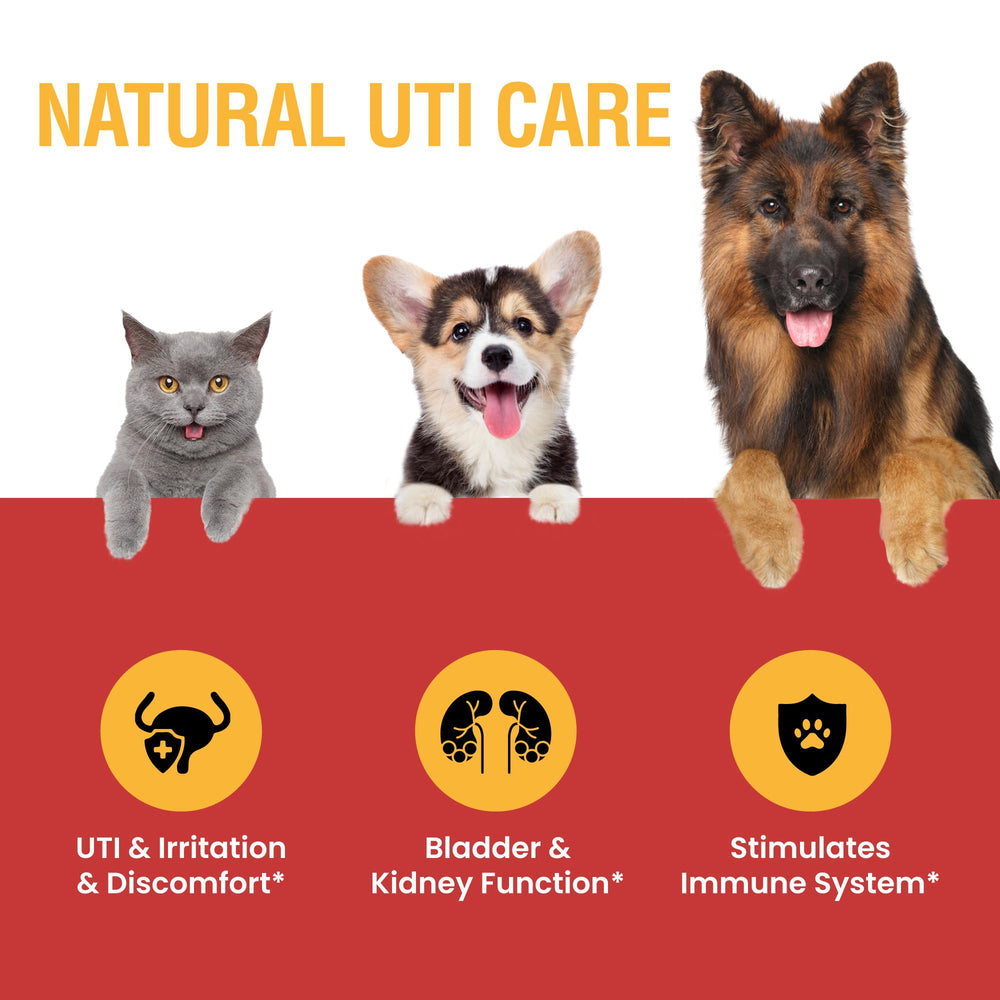 Special Breed UTI supplement dog paw with bottle highlights convenient daily administration.