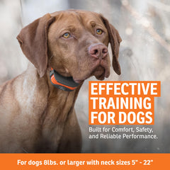 SportDOG SportTrainer orange OLED display highlights clear training data at a glance.