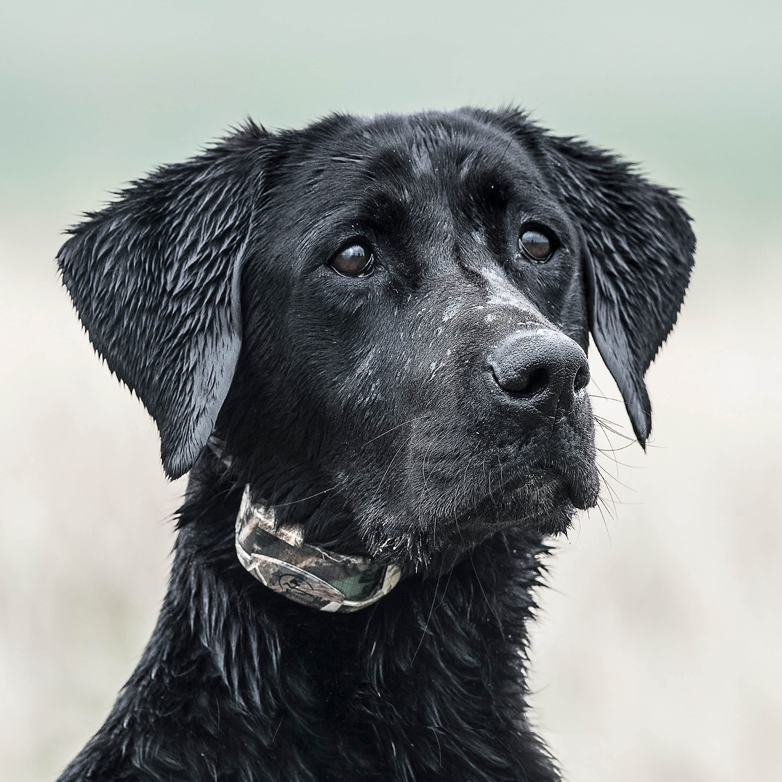 SportDOG WetlandHunter 425X training mode with tone, vibration, and static levels.