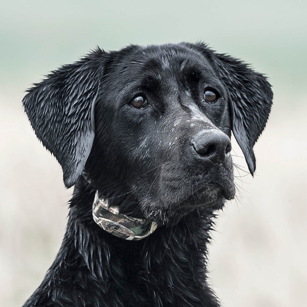 SportDOG WetlandHunter 425X training mode with tone, vibration, and static levels.