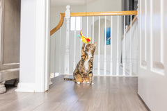 SPOT A-Door-Able plush bird toy elastic cord demonstrates variable height play.