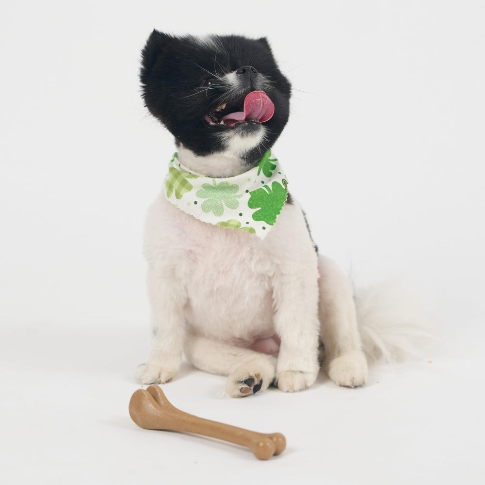 SPOT Bam-Bones bone teething puppy use shows safe, satisfying chewing.