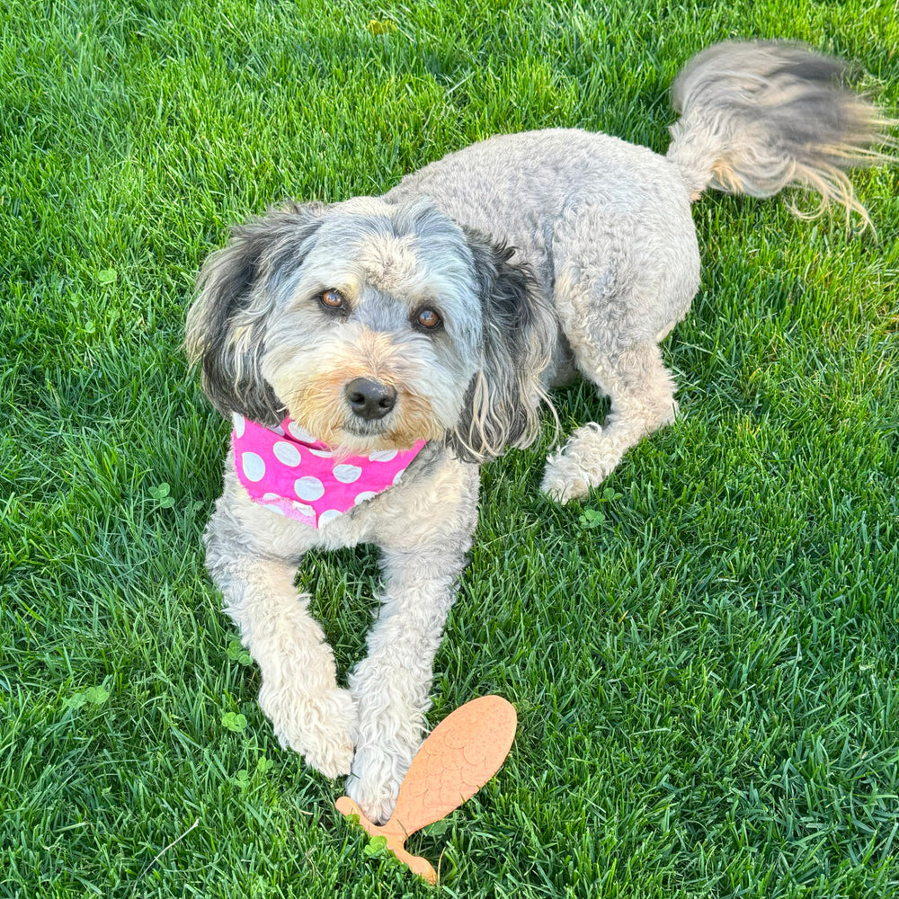 SPOT Bam-Bones salmon flavor shown as teething puppies and small dogs enjoy.