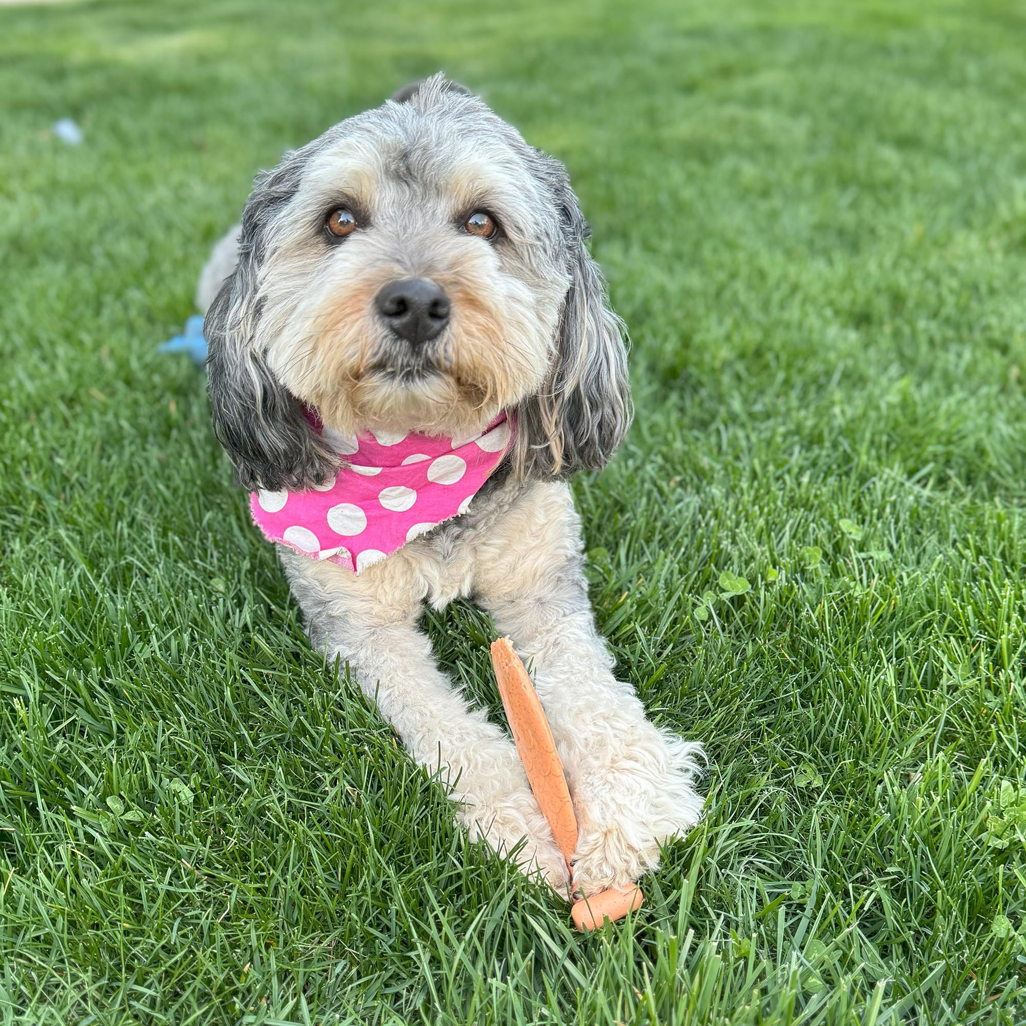 SPOT Bam-Bones vet-recommended chew option for safe play.