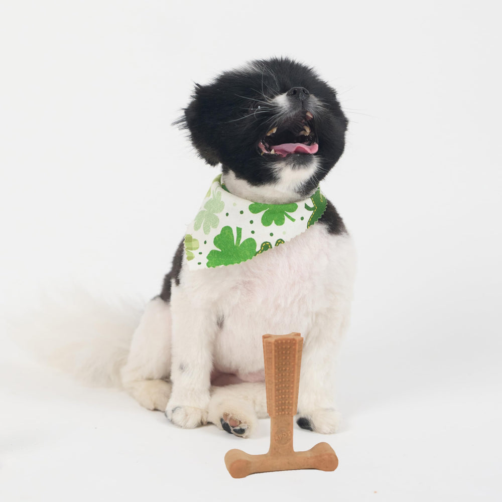 SPOT Bam-Bones Plus T-Bone supports stress relief through engaging chew sessions.