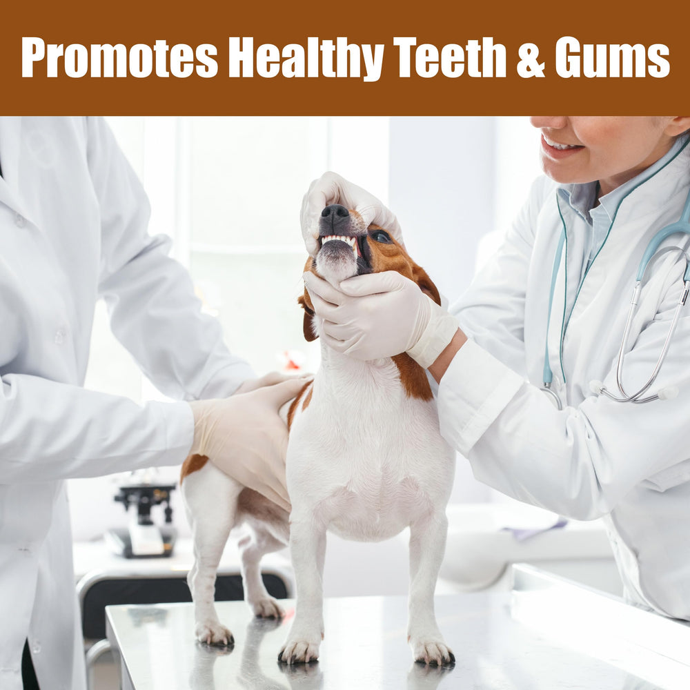 SPOT Bam-Bones Plus T-Bone teething puppies enjoy soothing chew time.