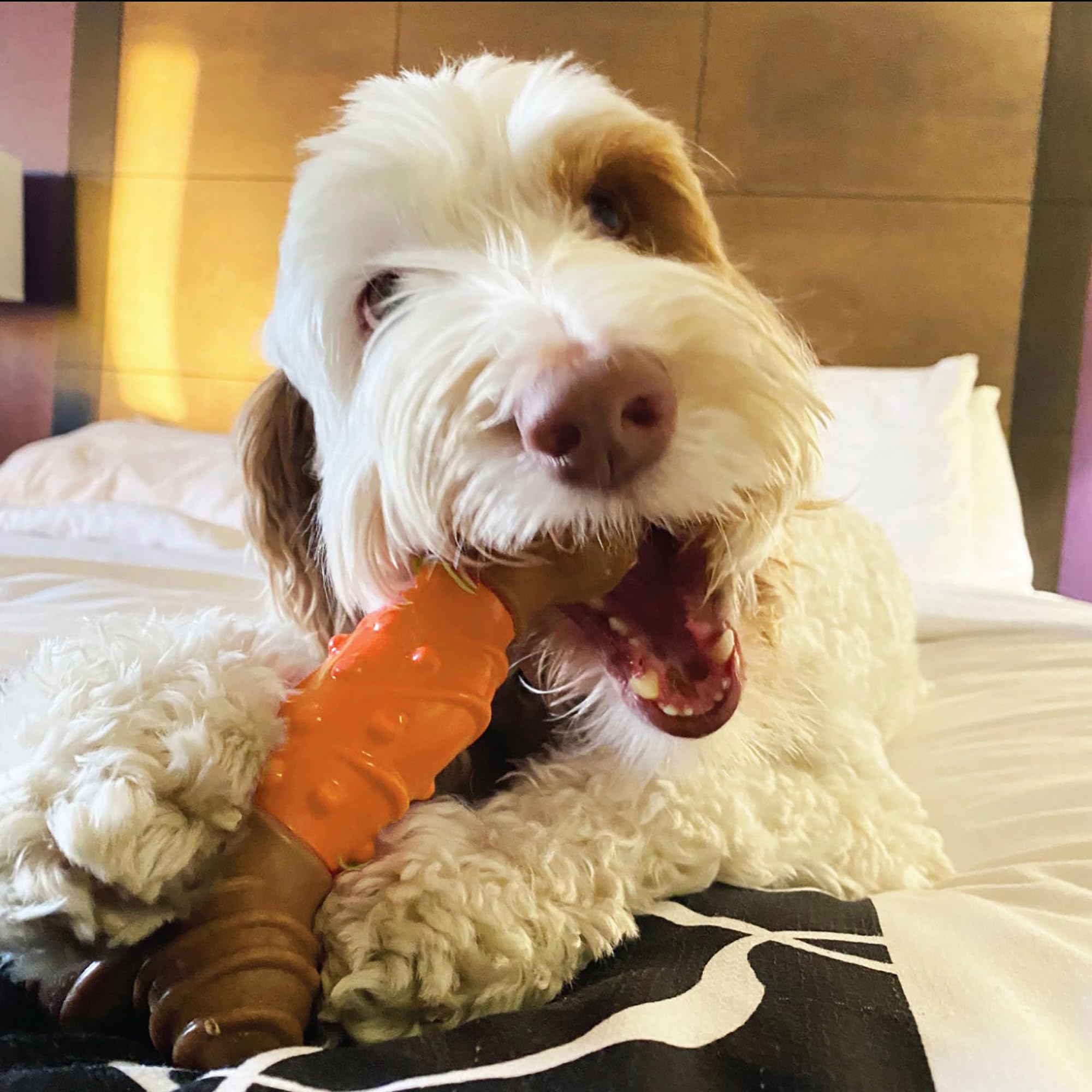 SPOT Bam-Bones large 8-inch option suits dogs under 40 pounds