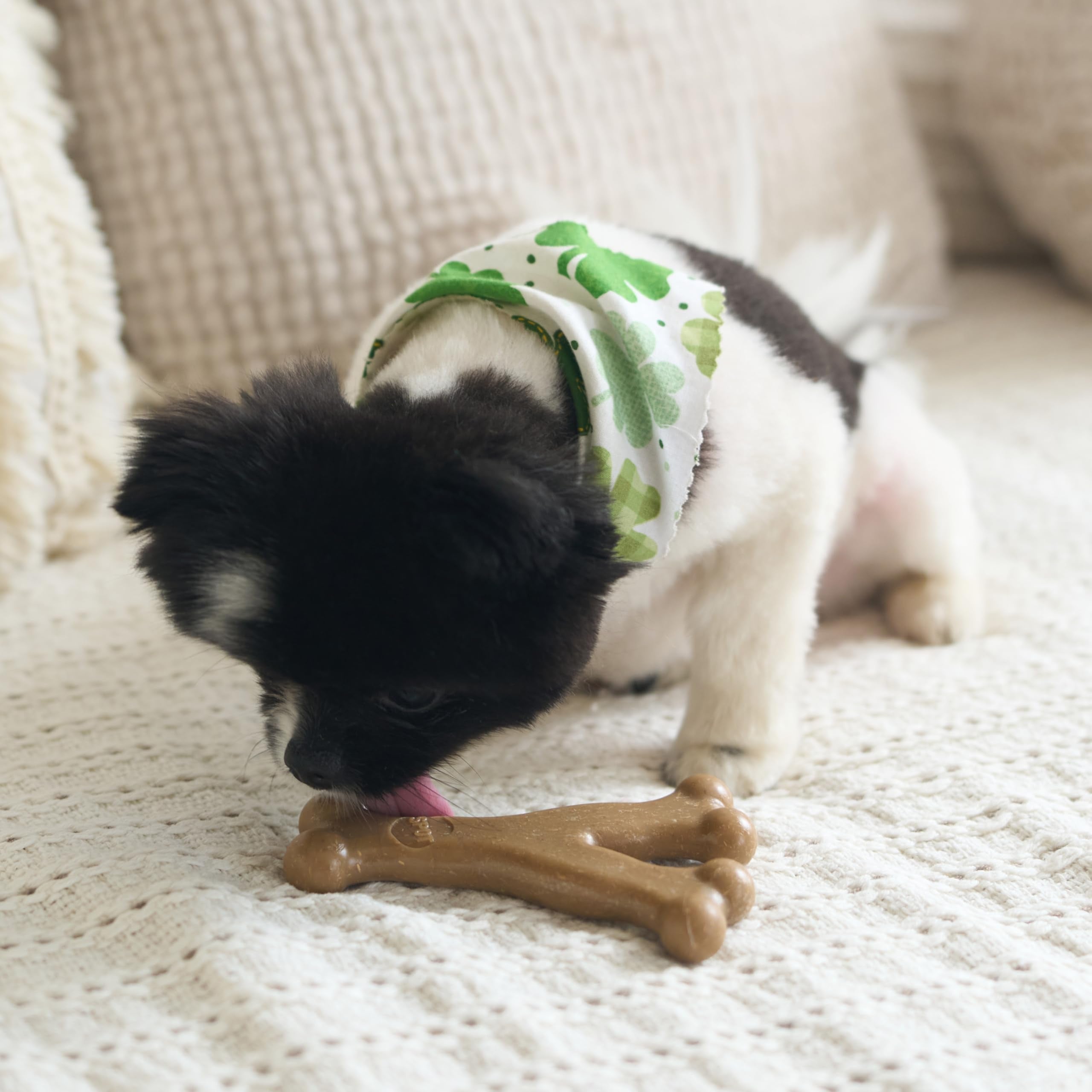 SPOT Bam-Bones Wishbone sized for puppies and small adults under 30 pounds.