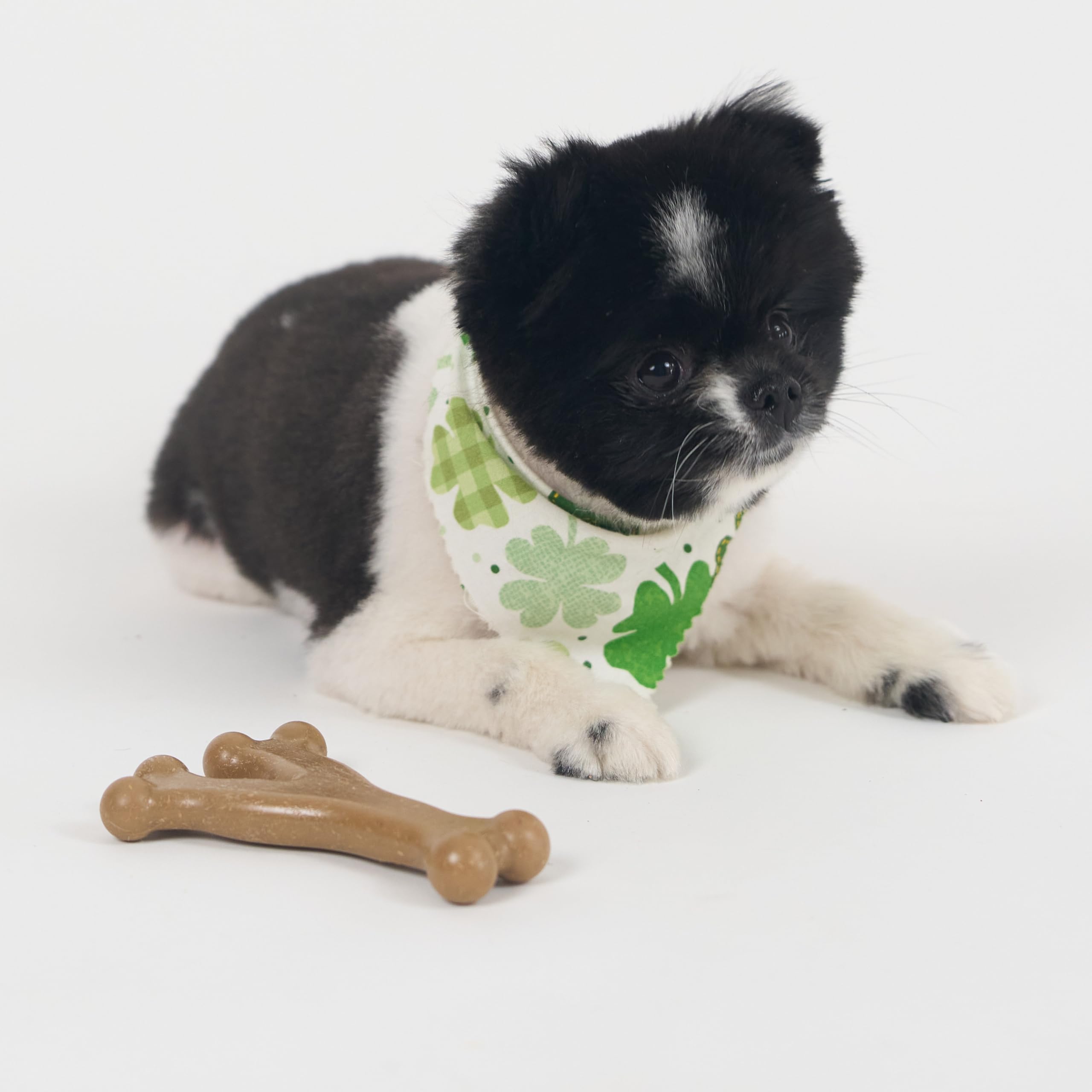 SPOT Bam-Bones Wishbone during a playful chew test for durability.