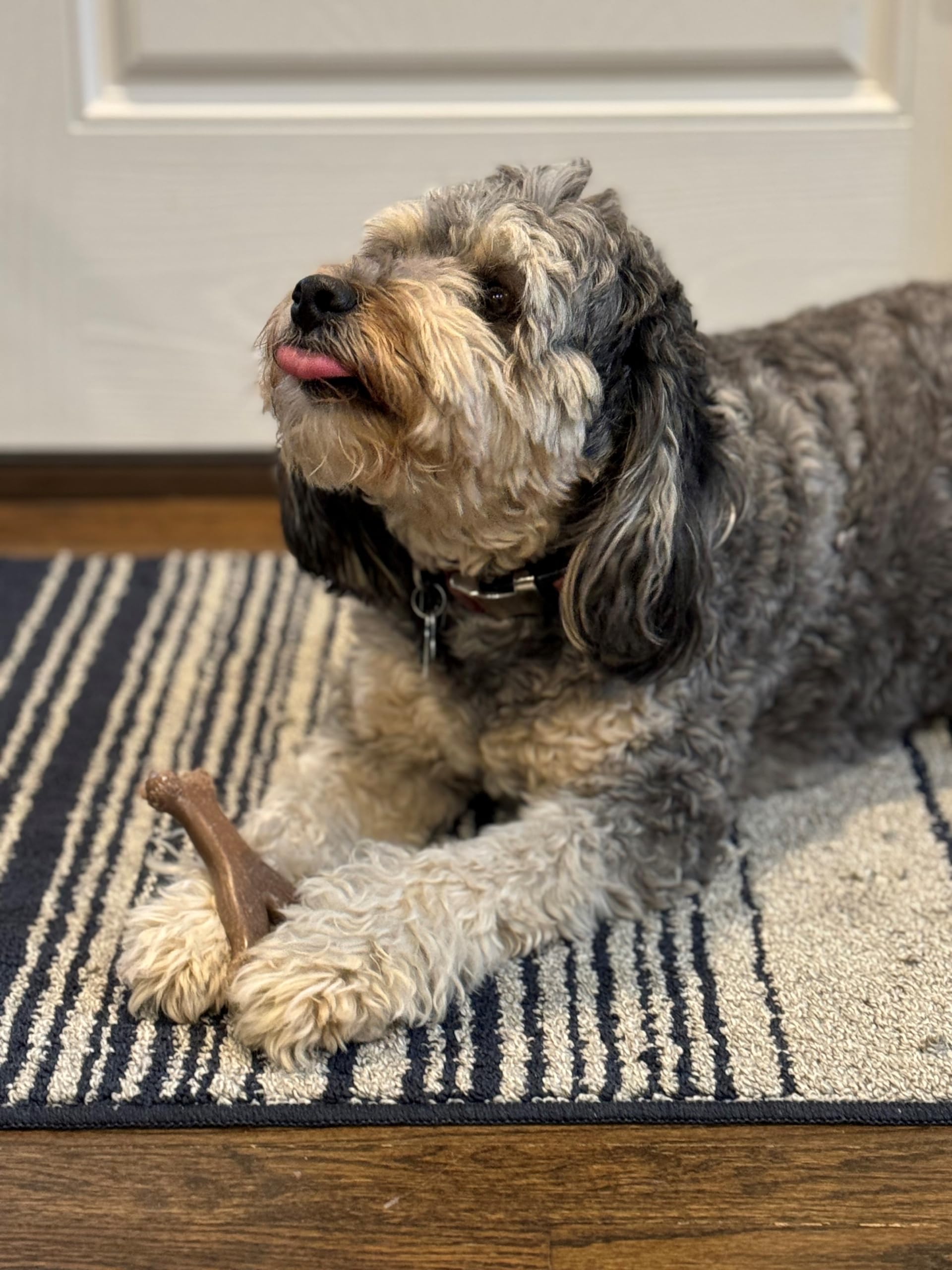 SPOT Bam-Bones Wishbone measures 5.25 inches for under-30-lb dogs.