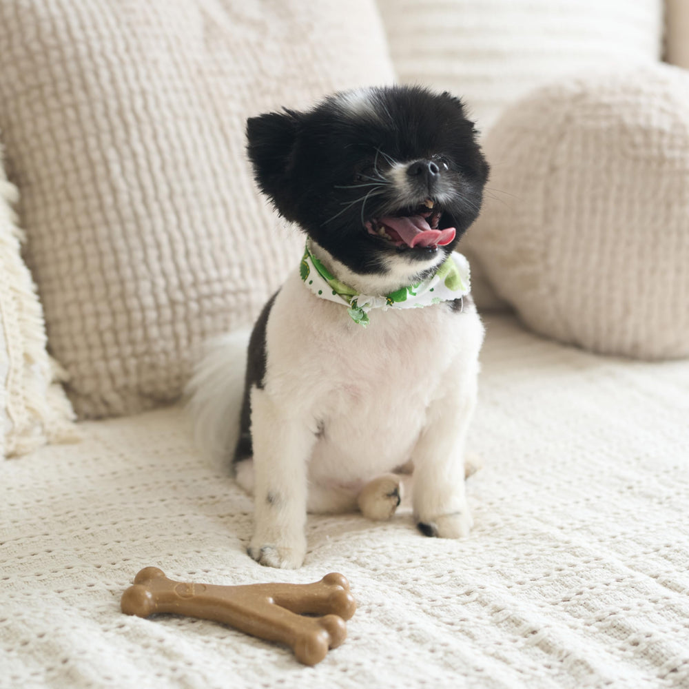 SPOT Bam-Bones Wishbone being chewed by teething puppy.