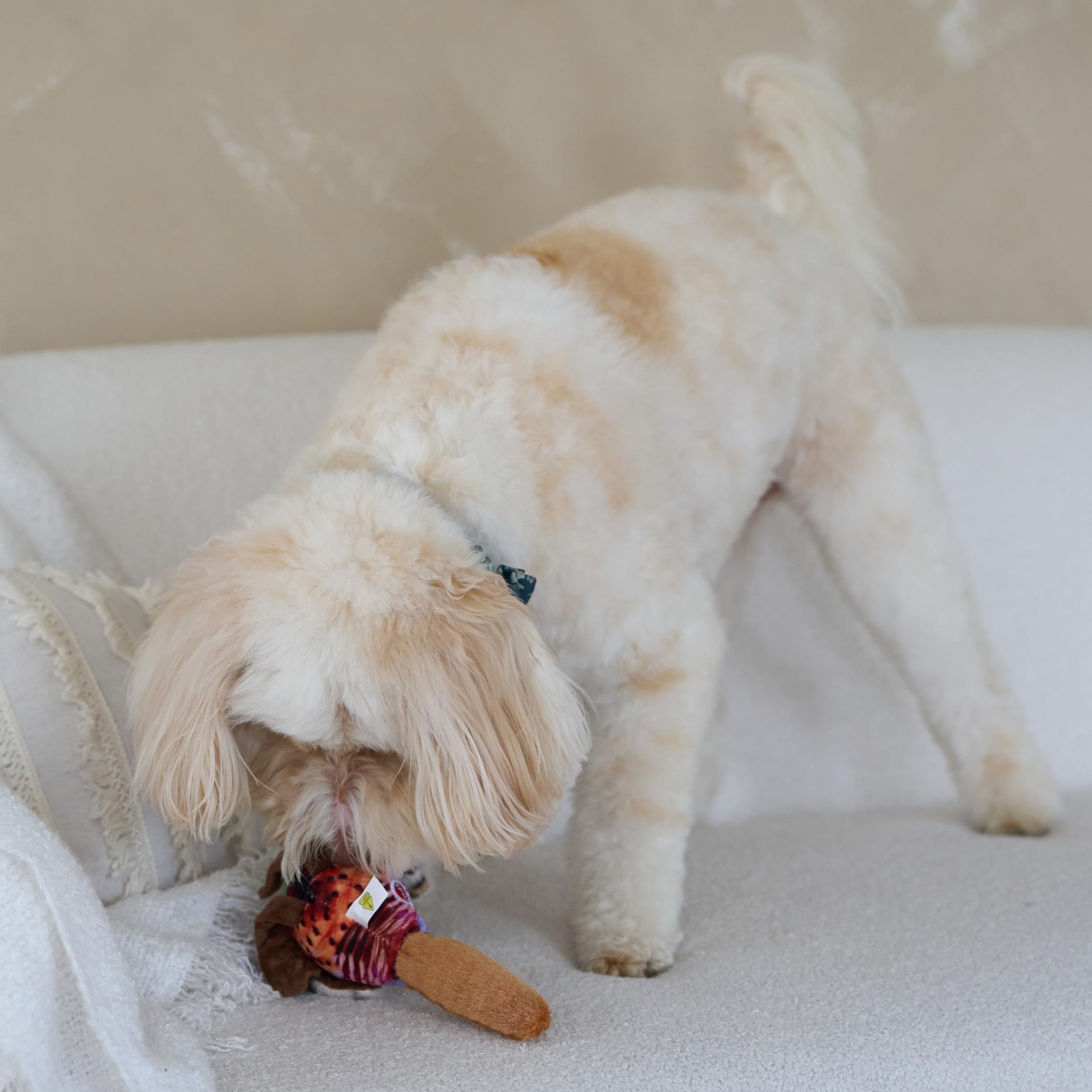 SPOT Bird Calls plush dog toy, random style packaging highlights surprise design.