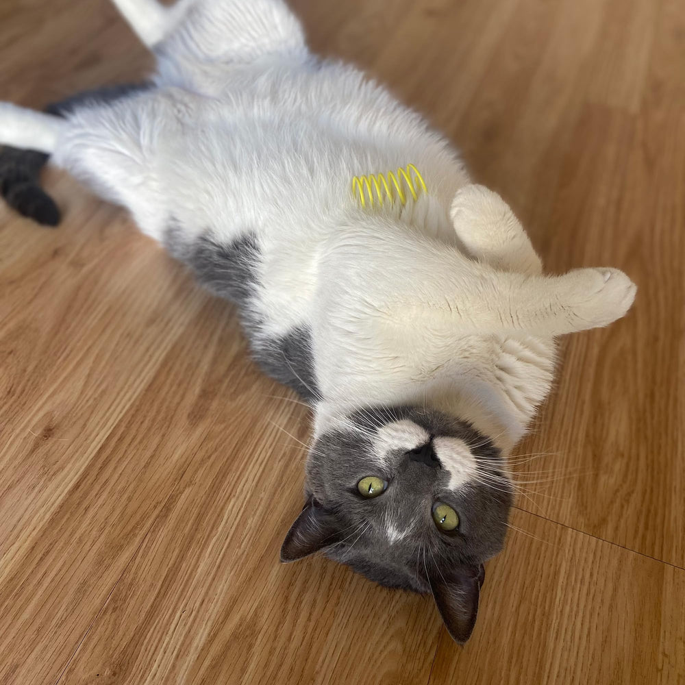 SPOT kitten play encourages pounce and carry.