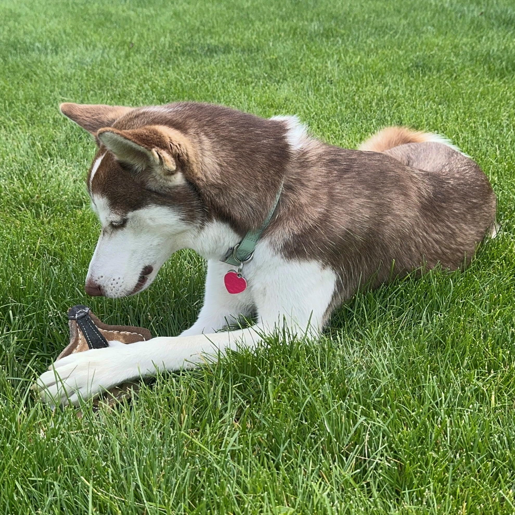 SPOT Dura-Fused Chunkies Fox 5in size; ideal for medium to large dogs