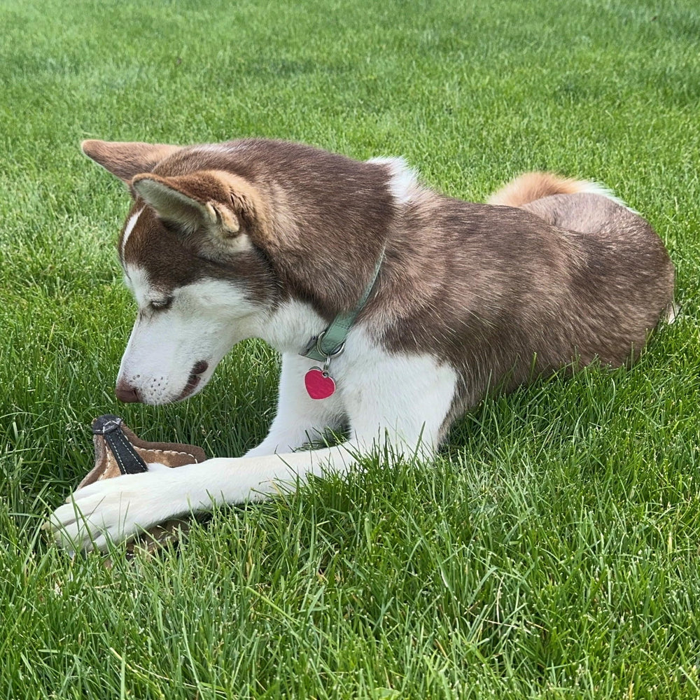 SPOT Dura-Fused Chunkies Fox 5in size; ideal for medium to large dogs