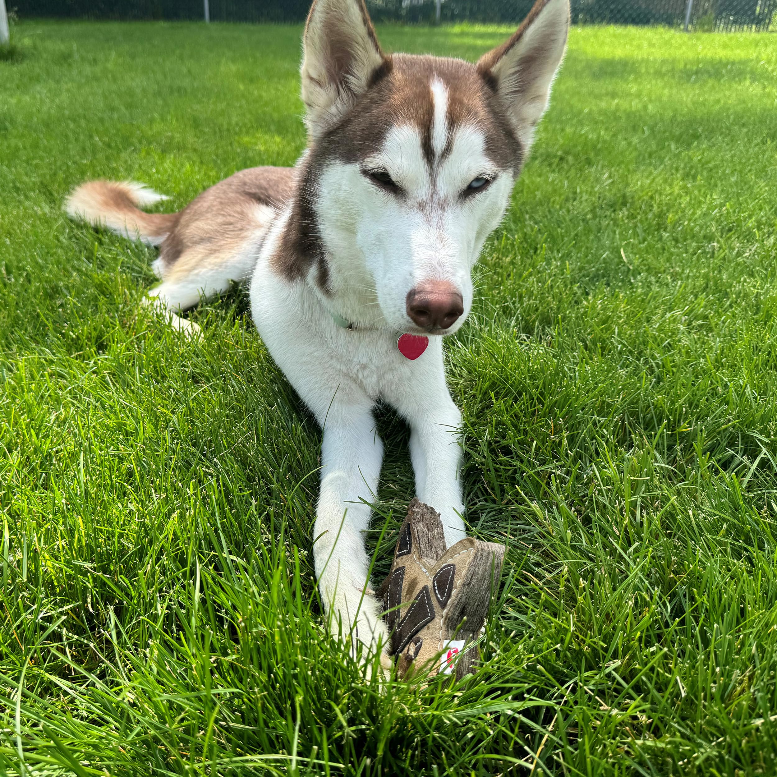 SPOT Dura-Fused Chunkies Fox teething use; soothing chew for puppies and adults