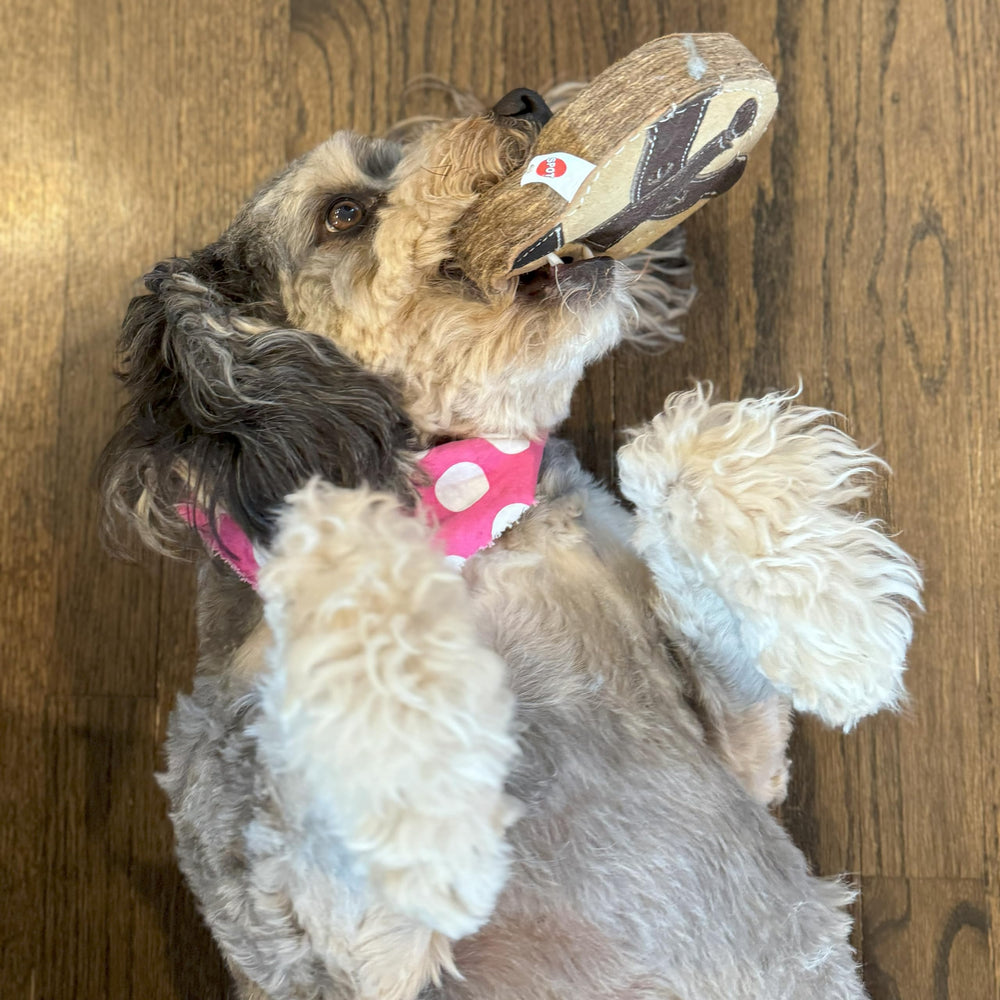 SPOT Dura-Fused Chunkies Raccoon chewer-in-action demonstrates tough chew toy