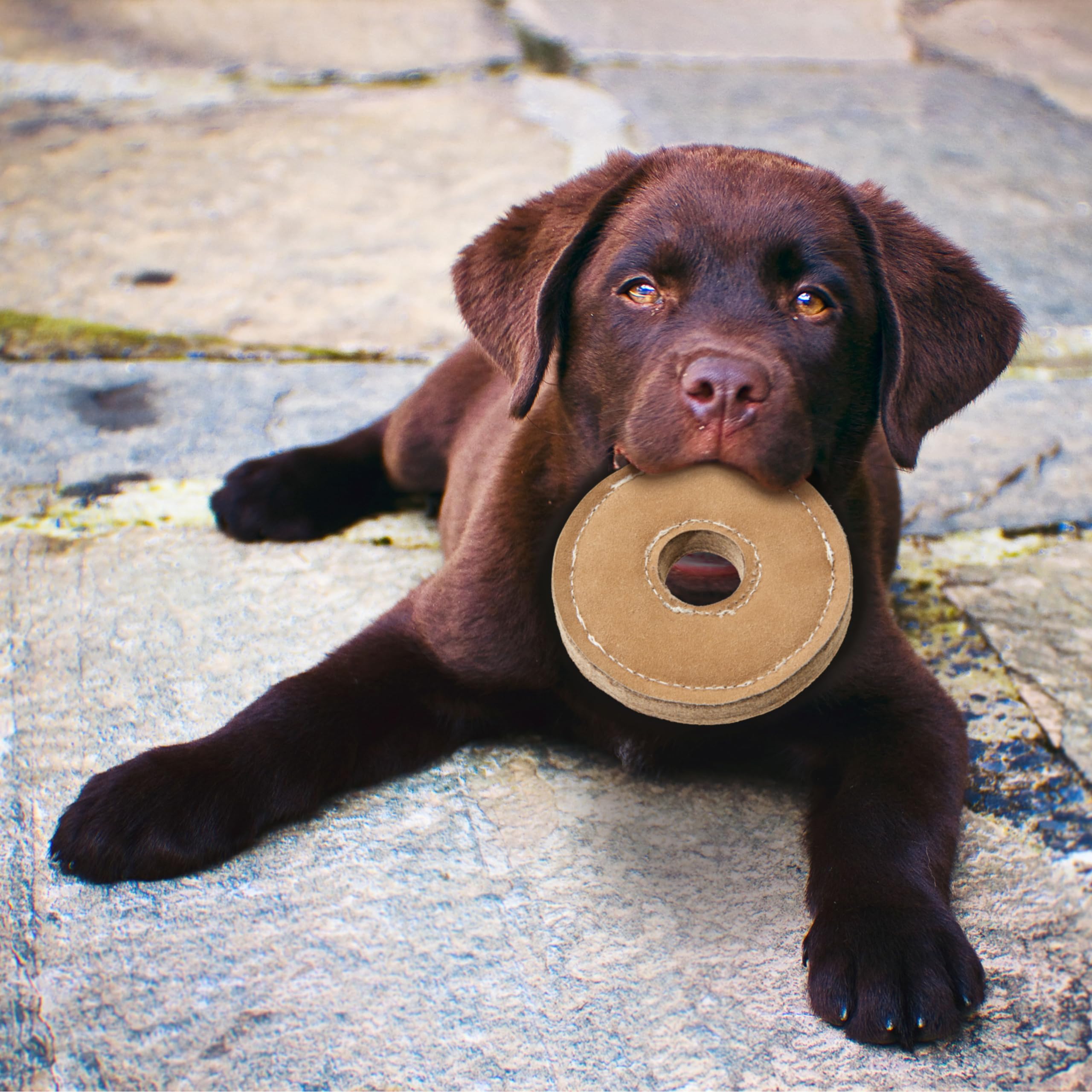 SPOT Dura-Fused Chunkies Ring Toy 6-inch diameter supports easy pickup and controlled play.