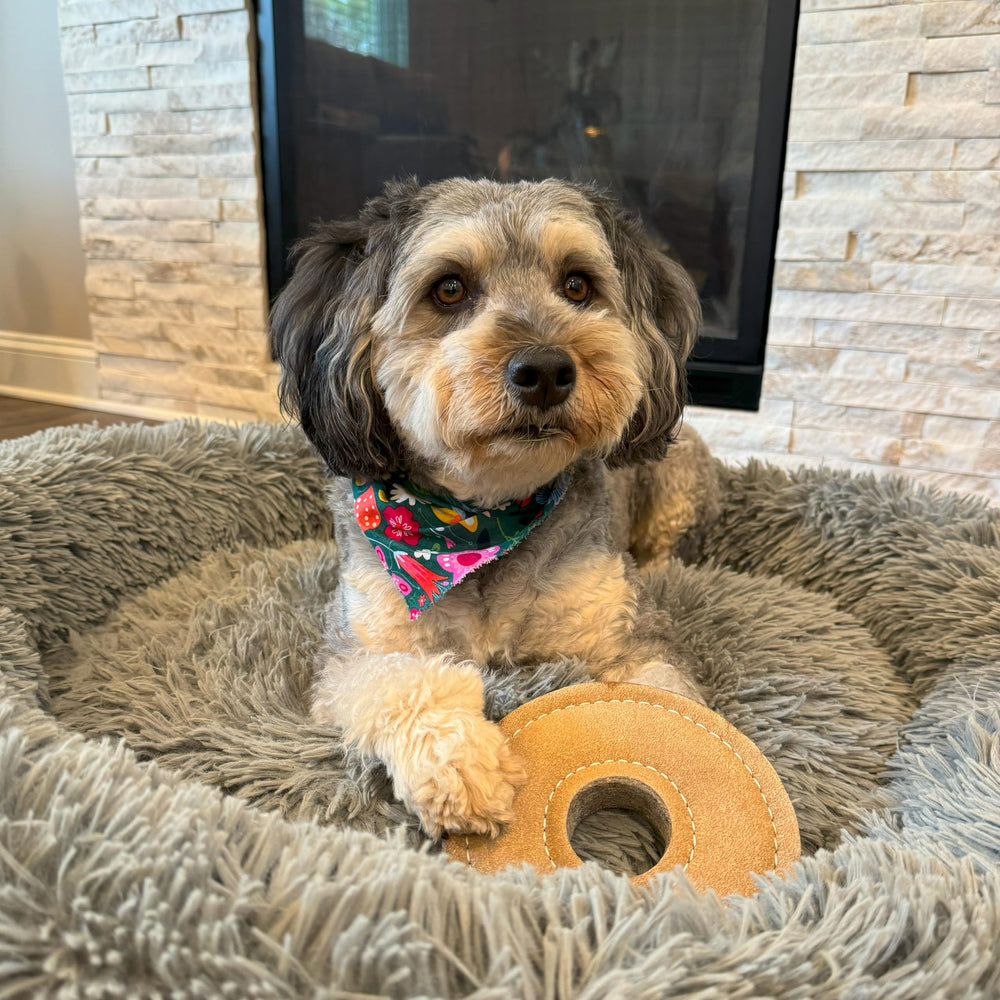 SPOT Dura-Fused Chunkies Ring Toy easy-grip ring aids fetch and tug sessions.