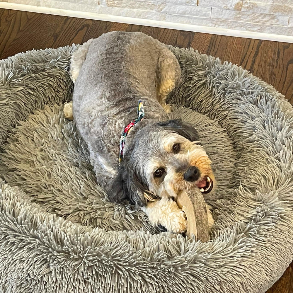 SPOT Dura-Fused Chunkies Ring Toy no-squeak design suits calm indoor play.