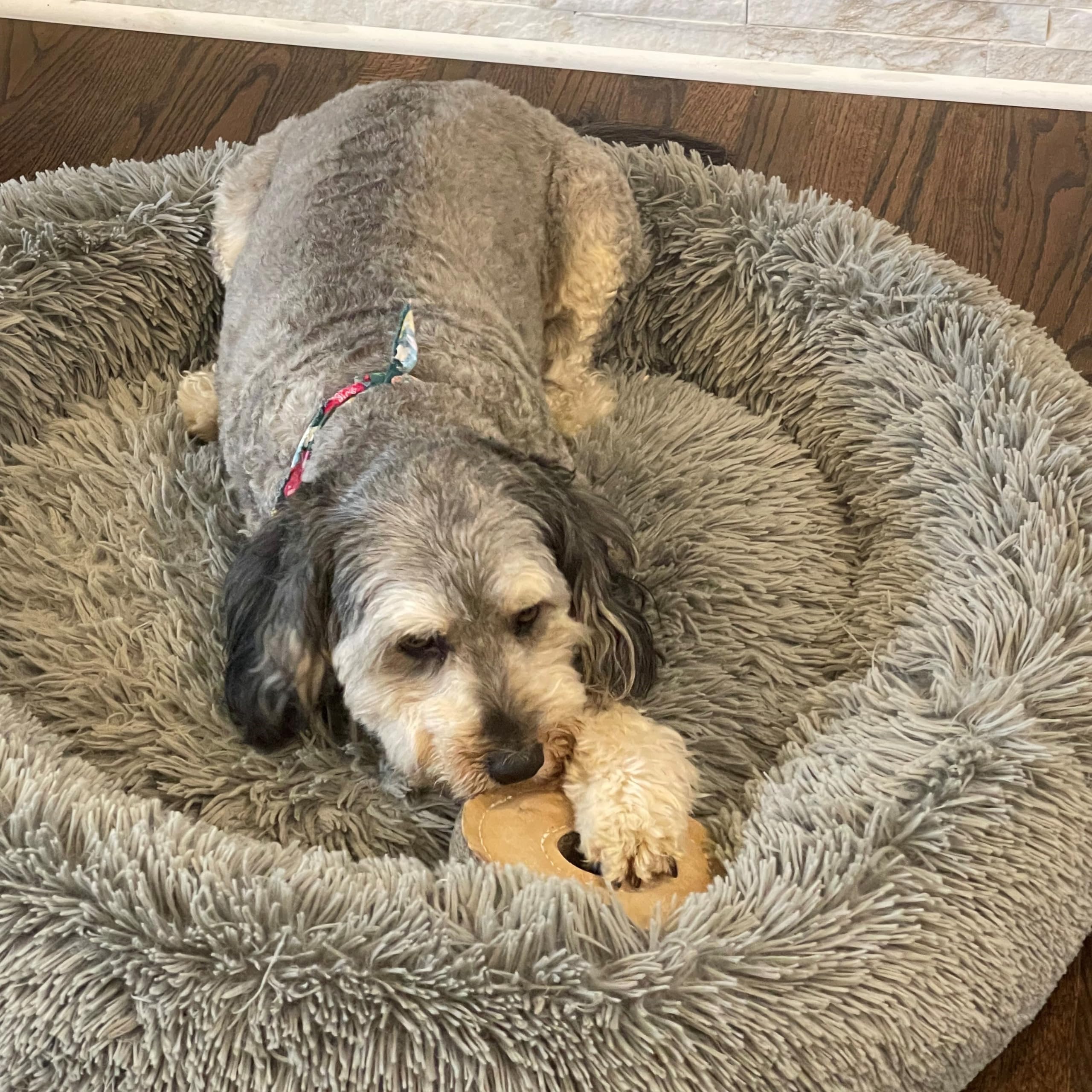 SPOT Dura-Fused Chunkies Ring Toy for teething puppies and adults seeking durable chew time.