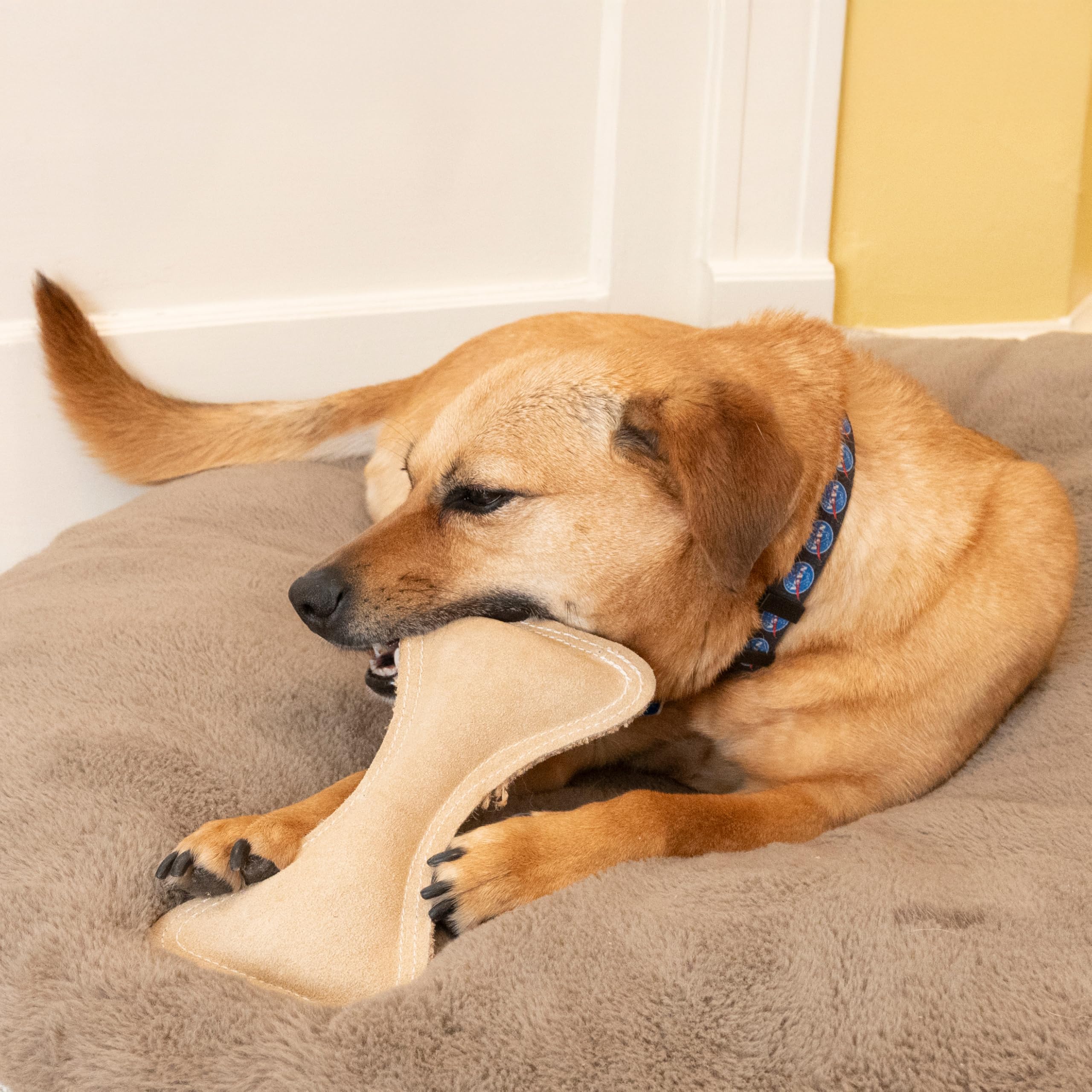 SPOT Dura-Fused Leather Bone toy suited for medium to large dogs during games
