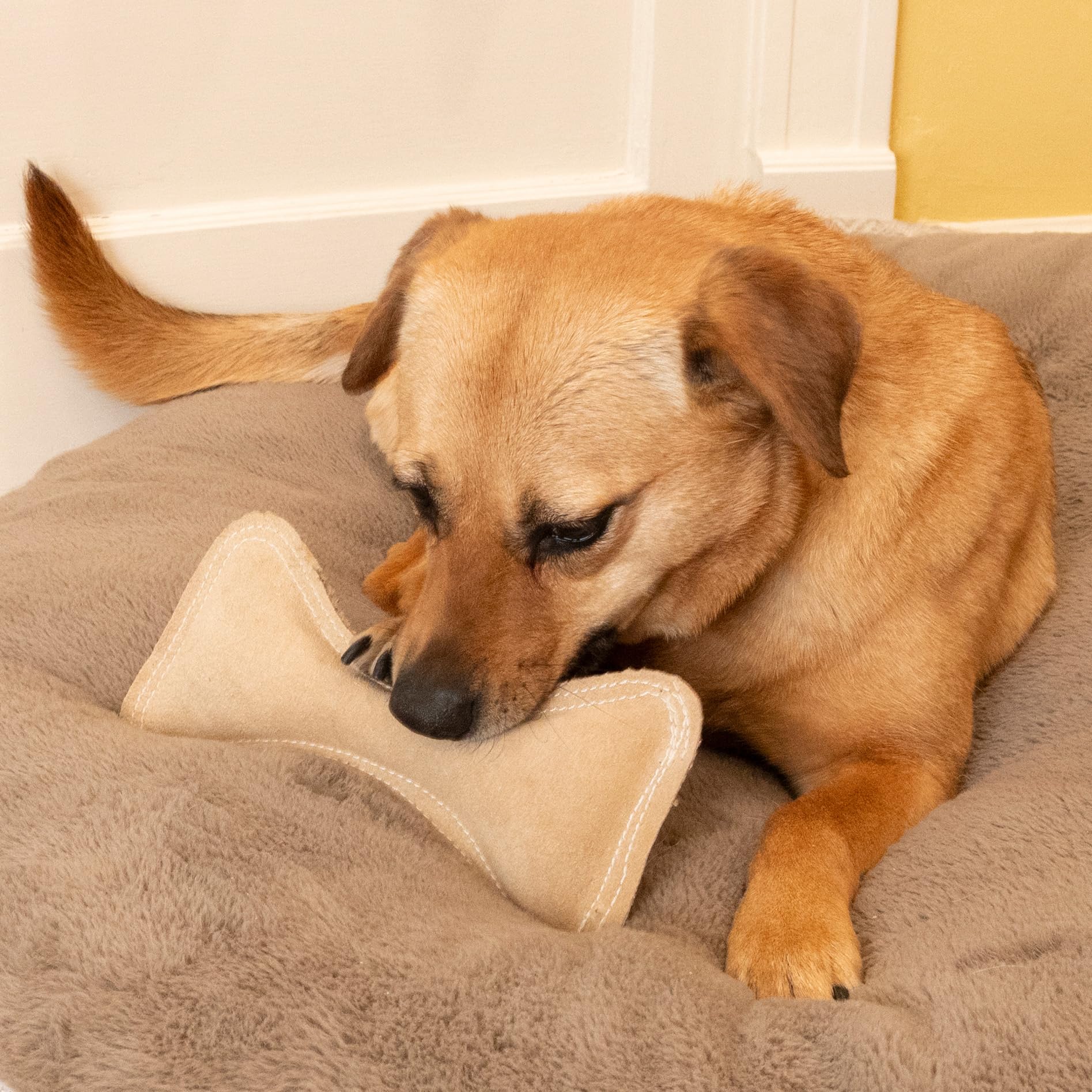 SPOT Dura-Fused Leather Bone toy leather scent fades with use