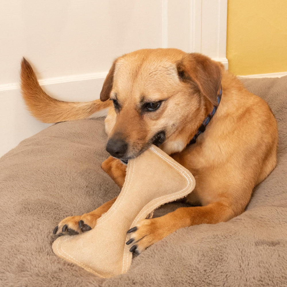 SPOT Dura-Fused Leather Bone toy helps teething puppies with gentle chew