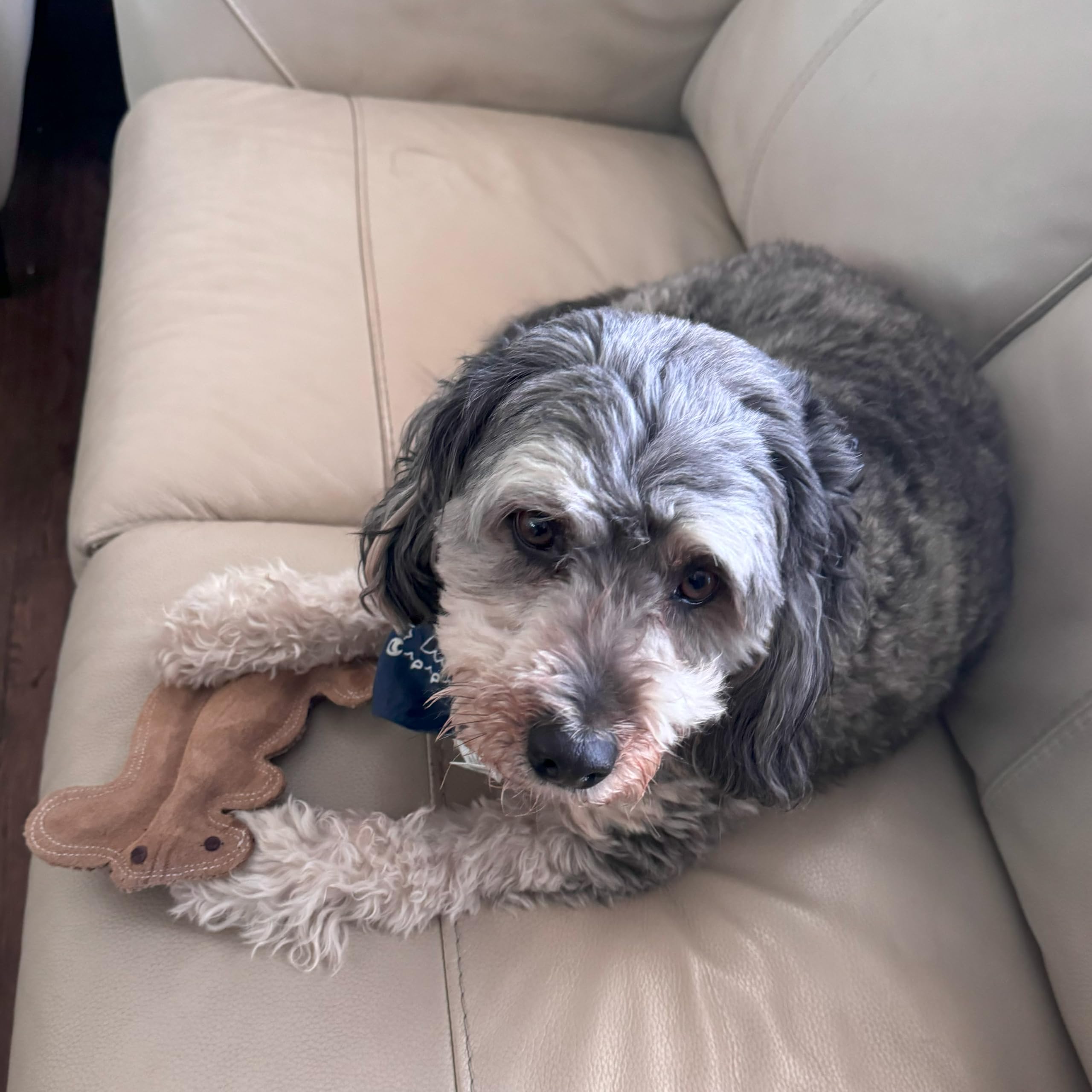 SPOT Dura-Fused Leather Squirrel Toy small-dog playtime with squeaker active