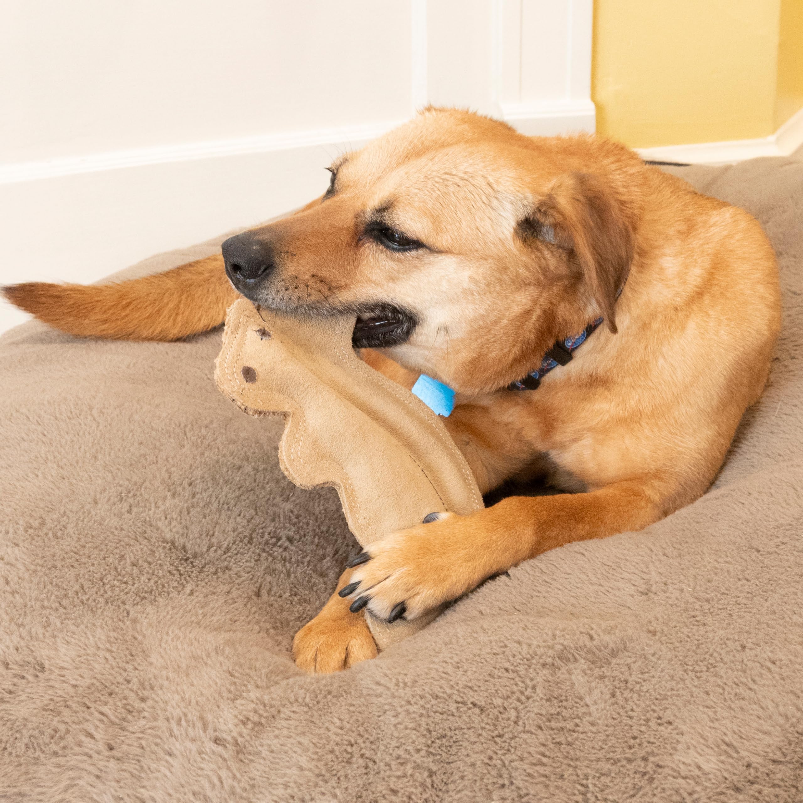 SPOT Dura-Fused Leather Squirrel Toy teething-friendly plush appeals to puppies