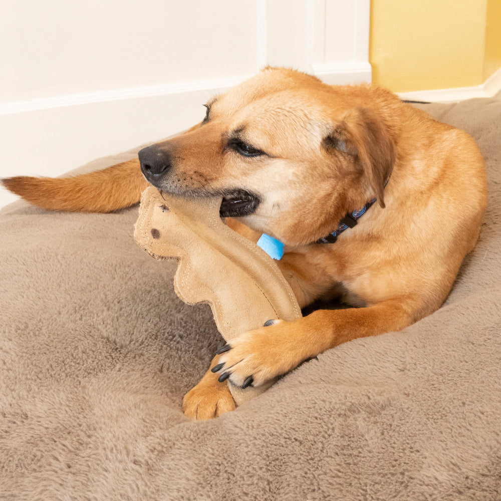 SPOT Dura-Fused Leather Squirrel Toy teething-friendly plush appeals to puppies