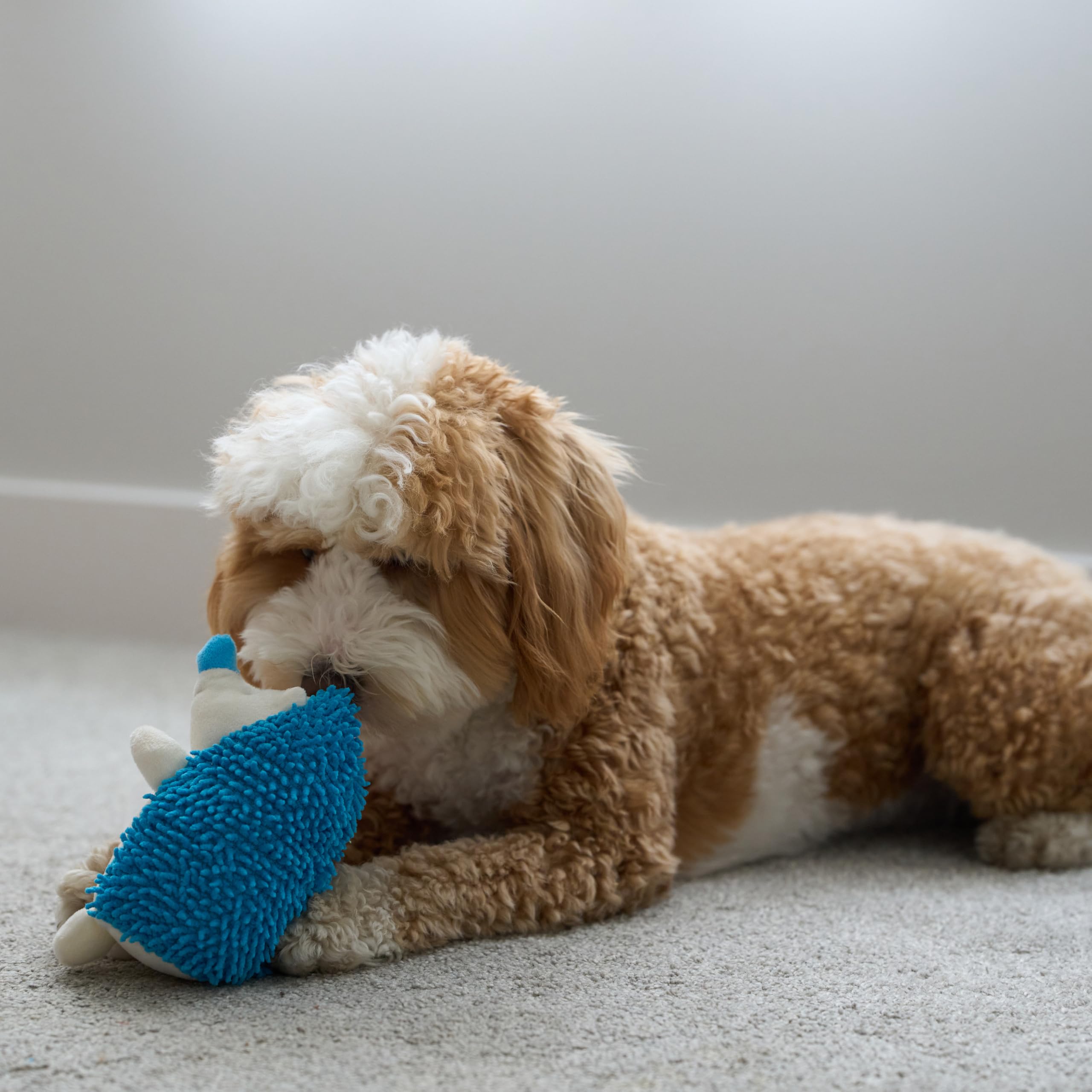 SPOT Gigglers Hedgehog engages dogs during playtime and training sessions.