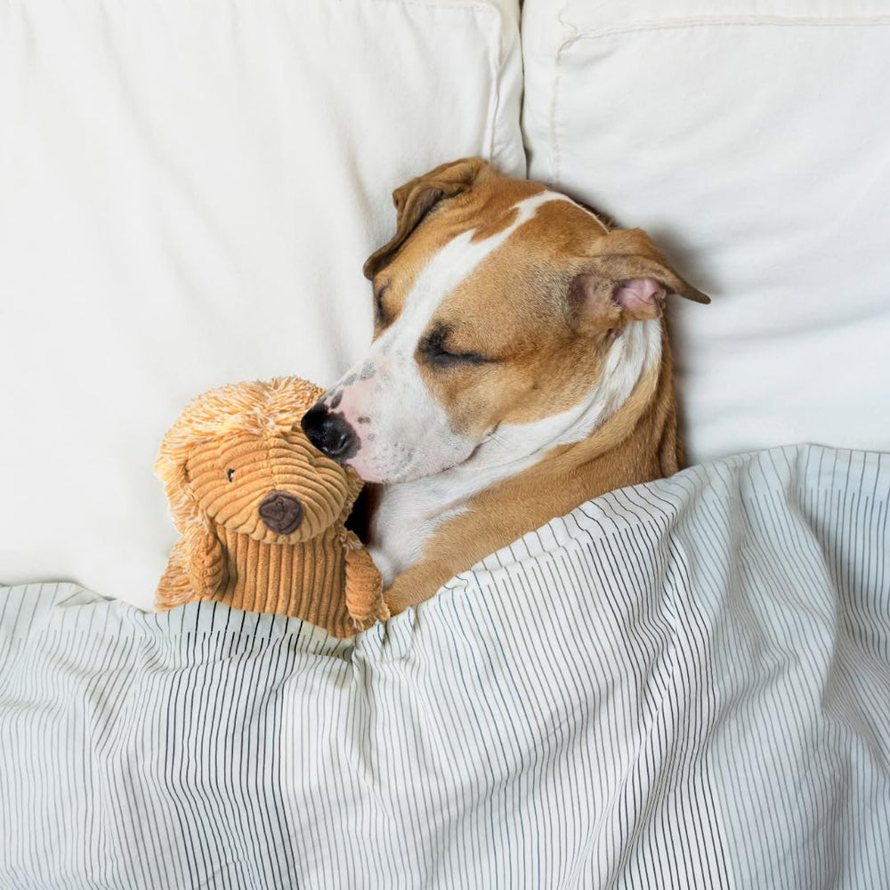 SPOT Hedgehog toy for small dogs, lightweight design for easy carrying.