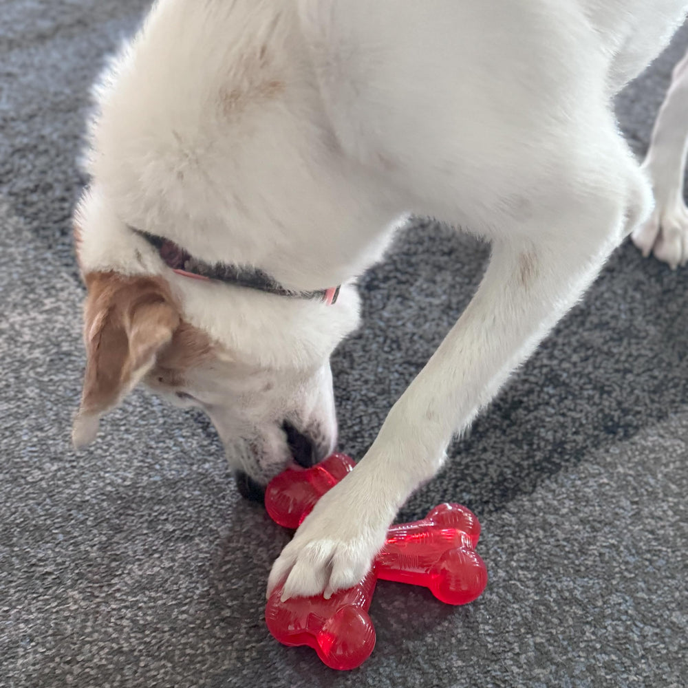 SPOT Play Strong robust chew experience for energetic chewers